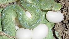 jaya female laying