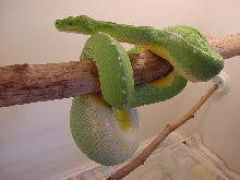 jaya ovulation