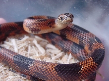 Male High Red #2