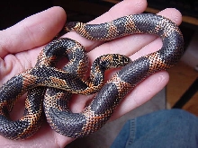 Male High Red 04