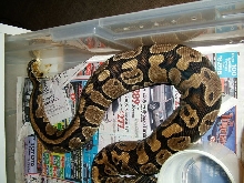 ovulation?