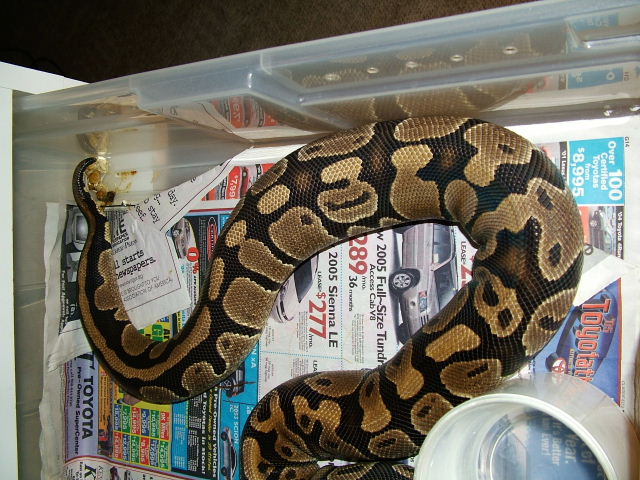 ovulation?