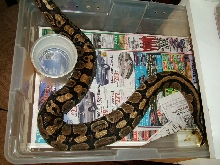 ovulation?