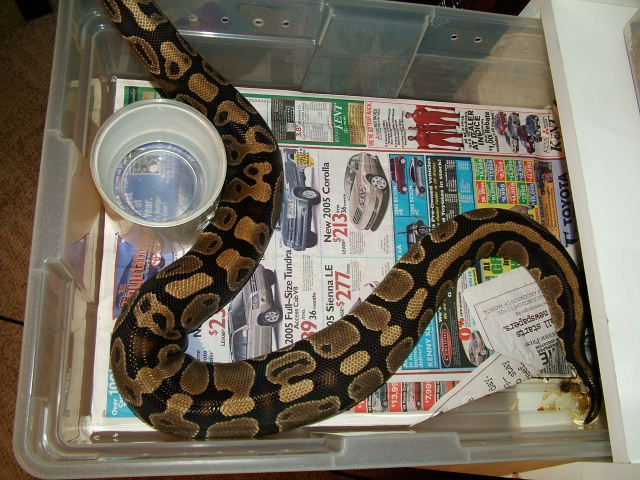 ovulation?