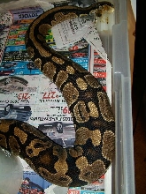 ovulation?