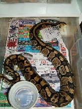 ovulation?