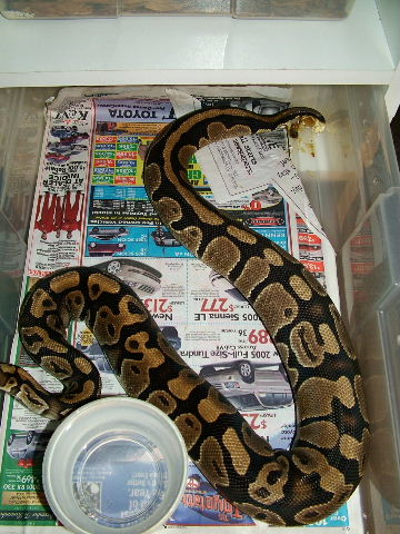 ovulation?