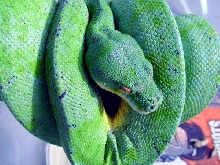 Paradox male 3