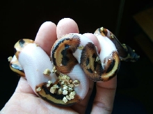 pied baby