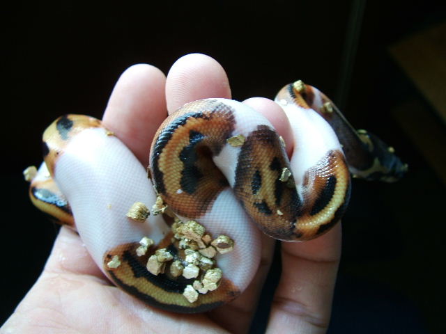 pied baby