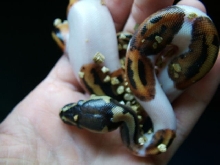 pied baby 2