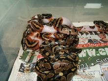 pied clutch