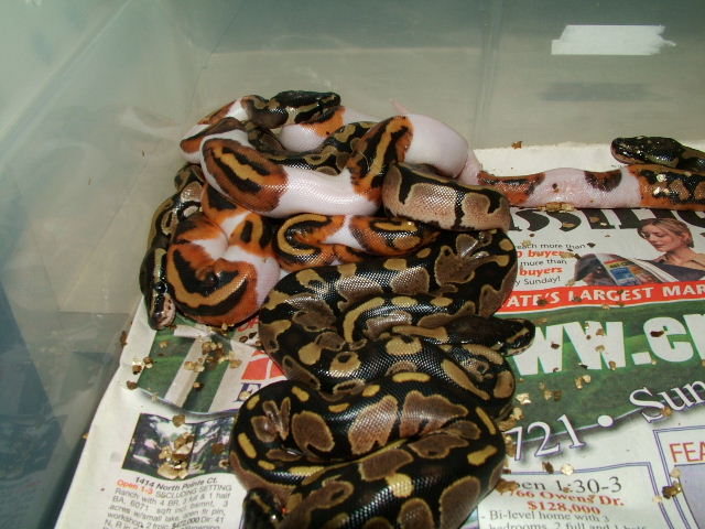 pied clutch