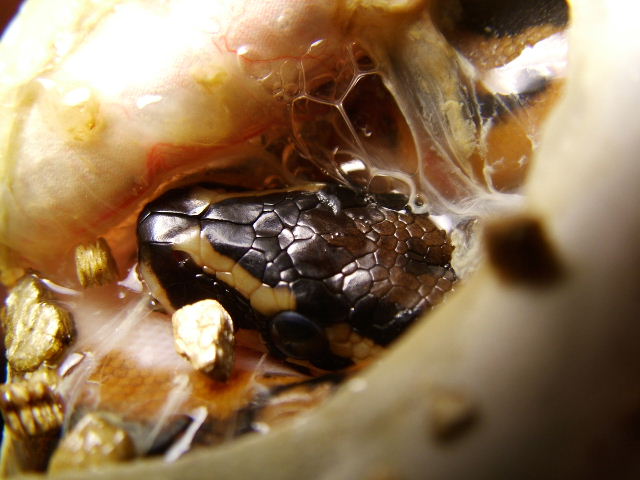 pied egg
