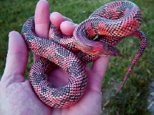 high red goini