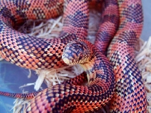 high red goini
