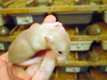 siamese rat