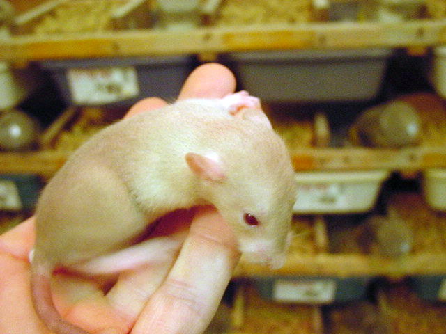 siamese rat