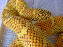 sulphur male