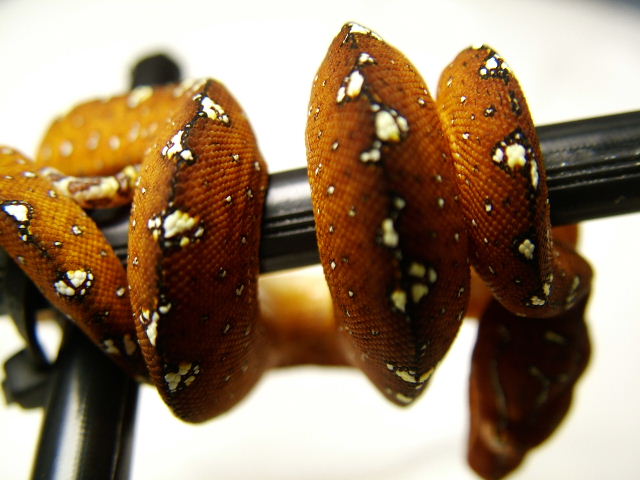 nice