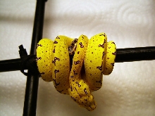 yellow outcross