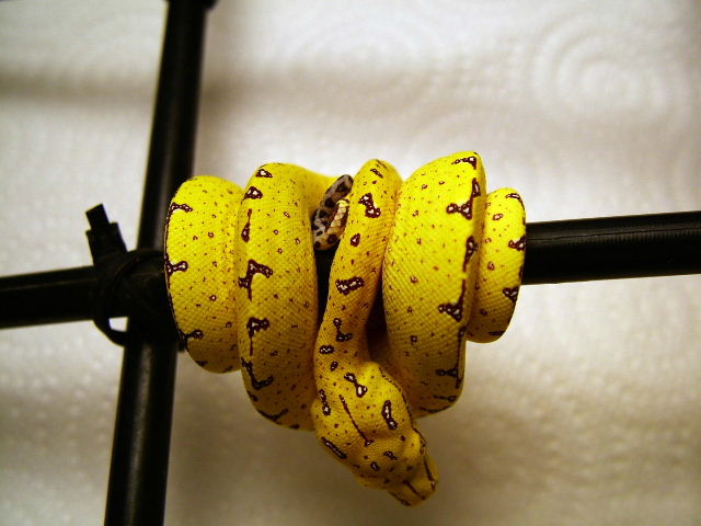 yellow outcross