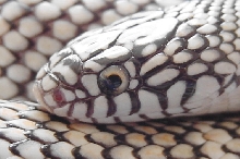 white head
