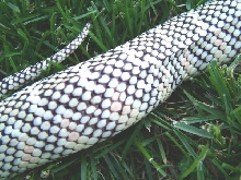 white scales