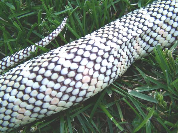 white scales