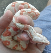 2013 Albino Female