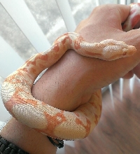 2013 Albino Female