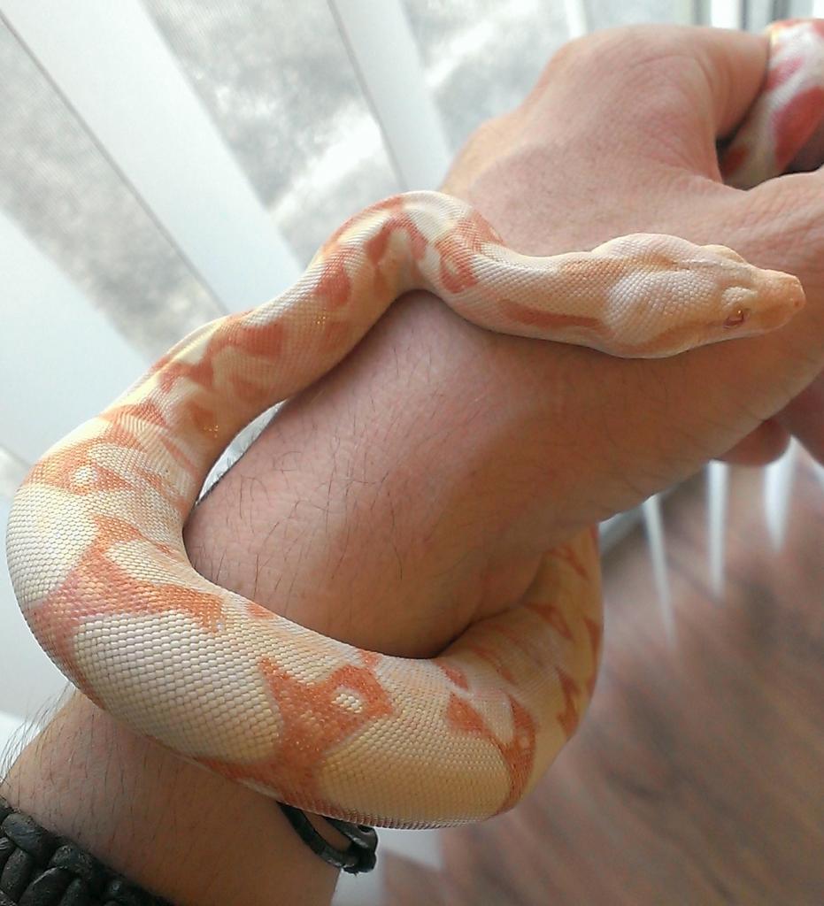 2013 Albino Female