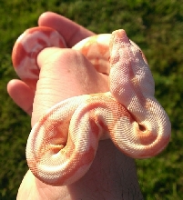 2013 Albino Female