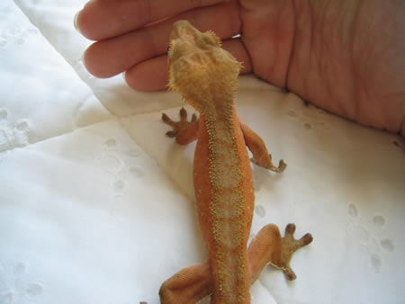 c3