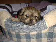 Precious PUP