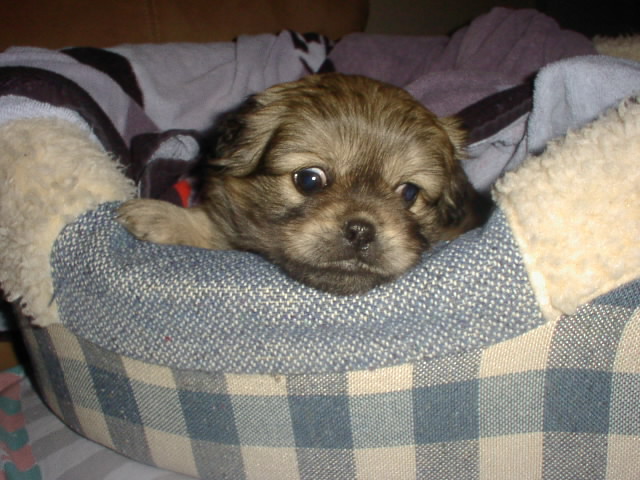 Precious PUP