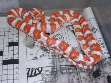 Banded Candy Cane female  2