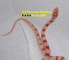 Reverse Okeetee 03 female