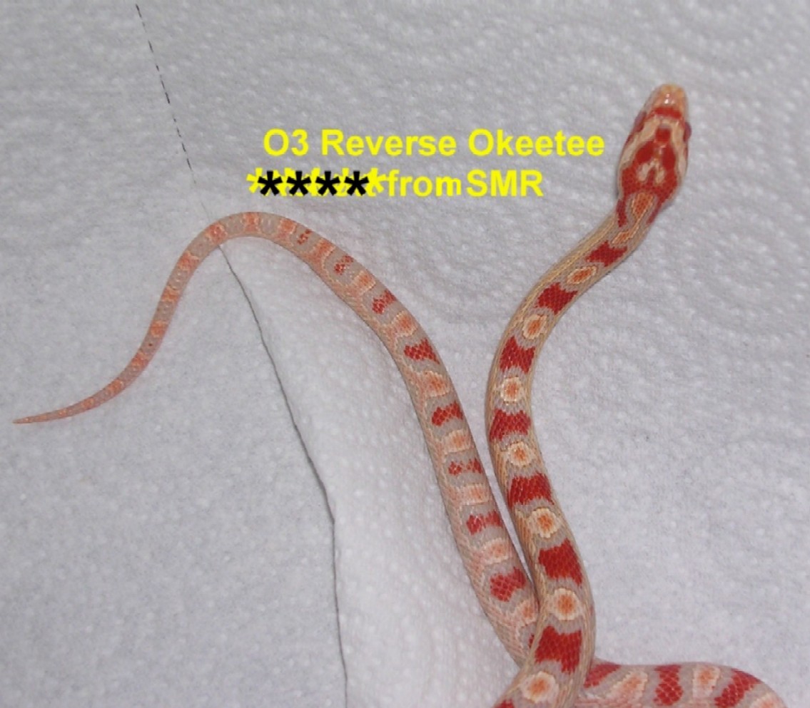 Reverse Okeetee 03 female