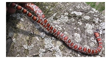 Mt kingsnake 3