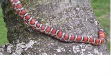 Mountain kingsnake 2
