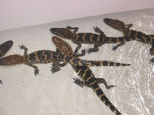 gators