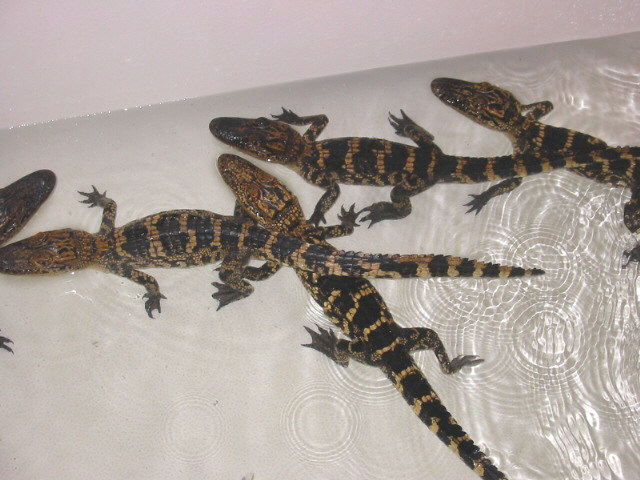 gators