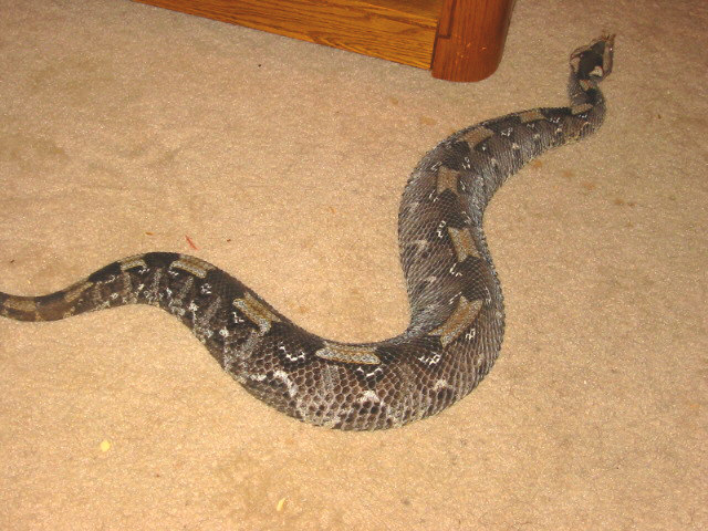rhino