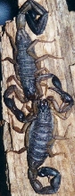 Centruroides margaritatus