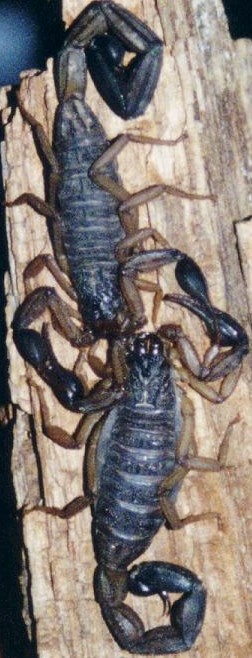 Centruroides margaritatus
