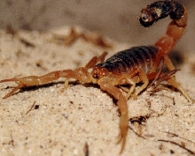 Parabuthus liosoma
