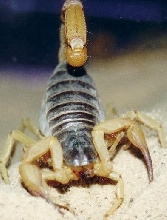 Hadrurus spadix