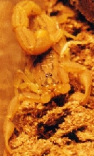 Hottentota polystictus