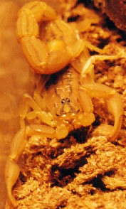 Hottentota polystictus